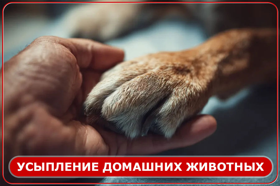 Усыпление домашних животных в Москве